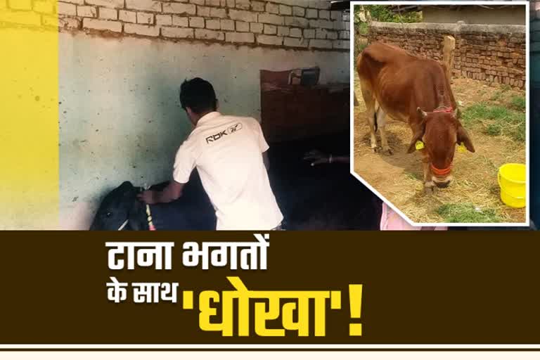 corruption-in-cow-distribution-with-tana-bhagats-in-latehar