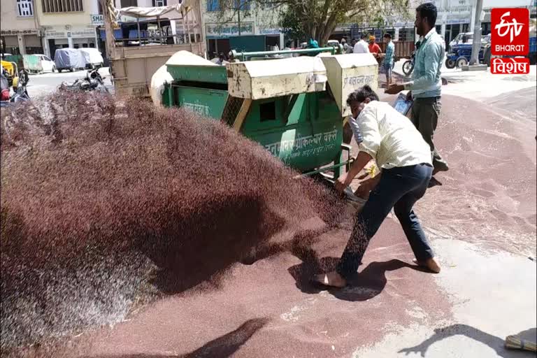 haryana mustard crop government agencies, हरियाणा सरसों फसल सरकारी एजेंसी