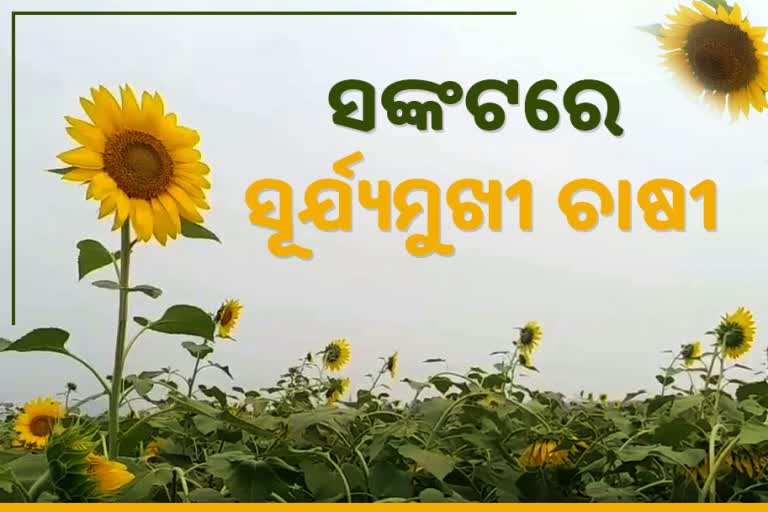 ମିଳୁନି ପ୍ରୋତ୍ସାହନ, ଅଭାବୀ ବିକ୍ରିର ସାମ୍ନା କରୁଛି ସୂର୍ଯ୍ୟମୁଖୀ ଚାଷୀ