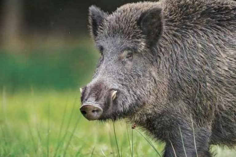 കോഴിക്കോട്  കോഴിക്കോട് ജില്ലാ വാര്‍ത്തകള്‍  wild boar attacked two people  kozhikkode latest news  kozhikkode district news  assembly election latest news  state assembly election news  election latest news  വോട്ട് ചെയ്യാനെത്തിയ അച്ഛനെയും മകനെയും കാട്ടുപന്നി ആക്രമിച്ചു