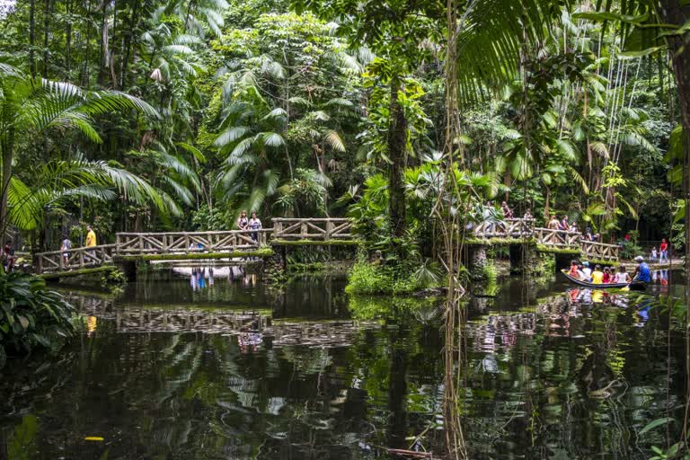 asteroid, amazon forest, dinosaur