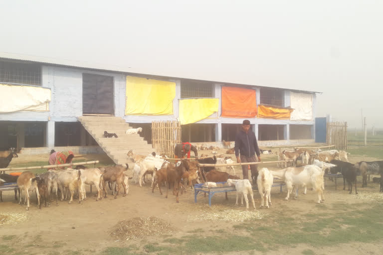 Farmers making good income by rearing goats in bettiah