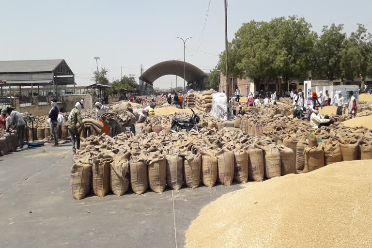 wheat price in rajasthan,  crop girdawari in rajasthan