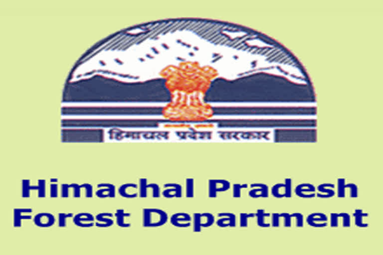 311 forest employees to be recruit soon in himachal forest