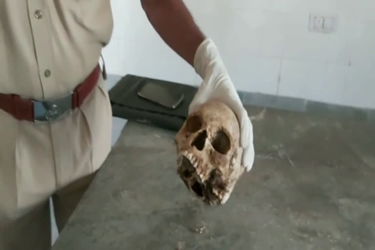 मानव खोपड़ी मिलने से हड़कंप, Human skull found in Chittorgarh, Chittorgarh news