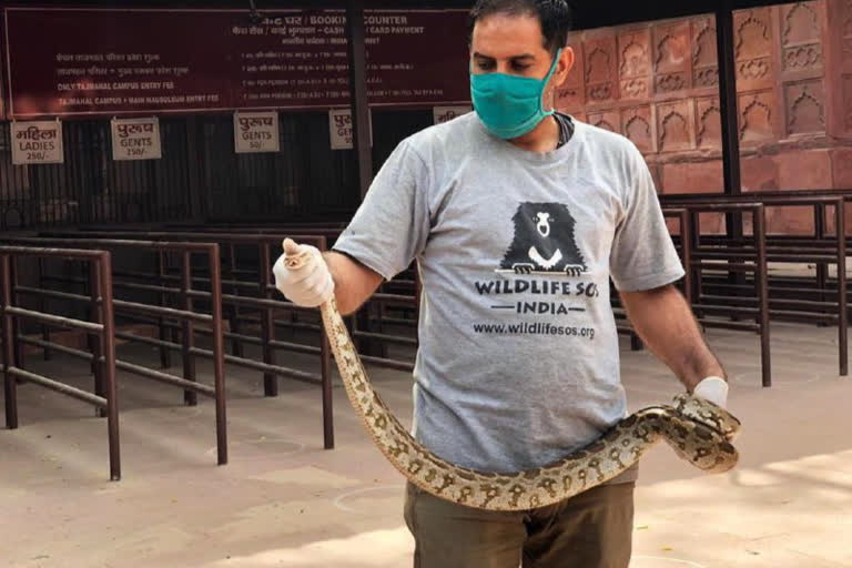 Python Rescued from taj mahal