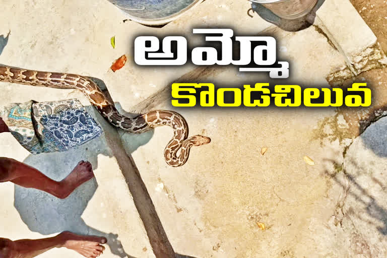 python that came into the house at lingampet, kamareddy district