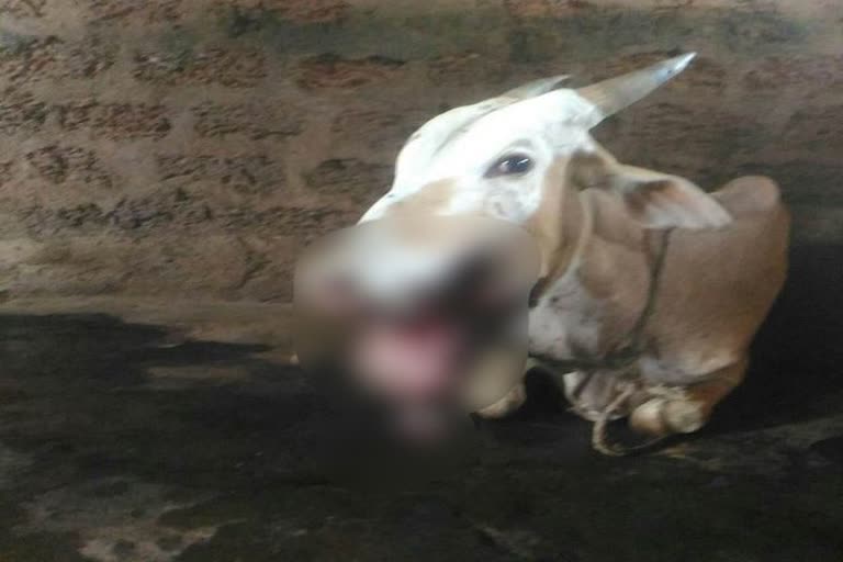 Cow injured in karwar