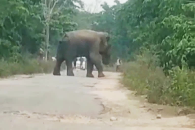 হোজাইত বনৰীয়া হাতীৰ মুক্ত বিচৰণ