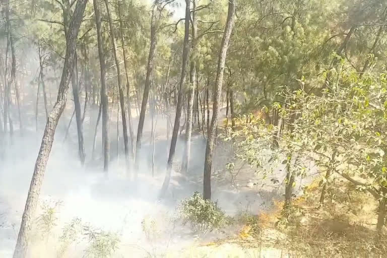 Fire in the forests of Hamirpur, हमीरपुर के जंगलों में आगजनी