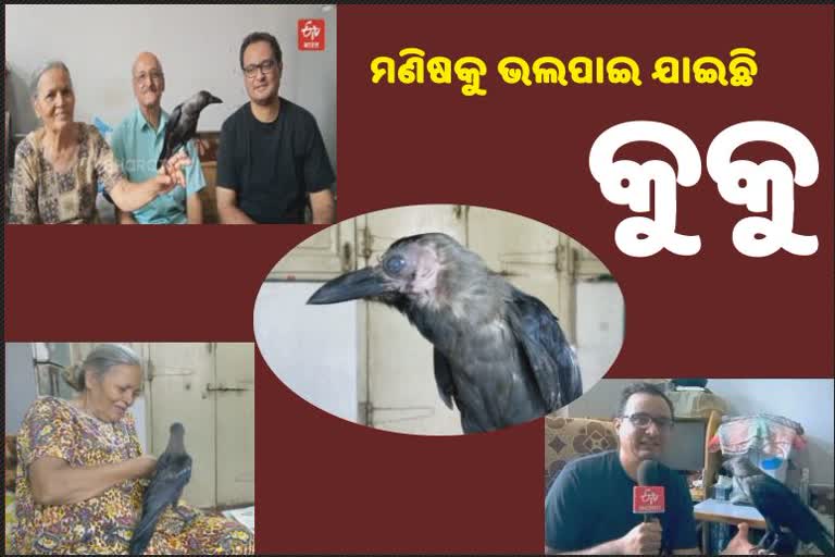 କାଉ-ମଣିଷର ଅନାବିଳ ସ୍ନେହ, କୁକୁ ବିନା ଅଧା ଏହି ପରିବାର ...