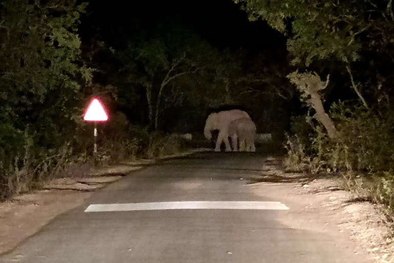 elephant blocked election vehicle in erode