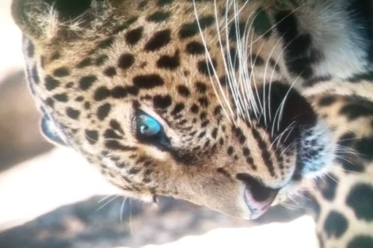 पुलिस और वन विभाग जुटी जांच में, उदयपुर समाचार, Panther in Udaipur, Woman killed in Panther attack