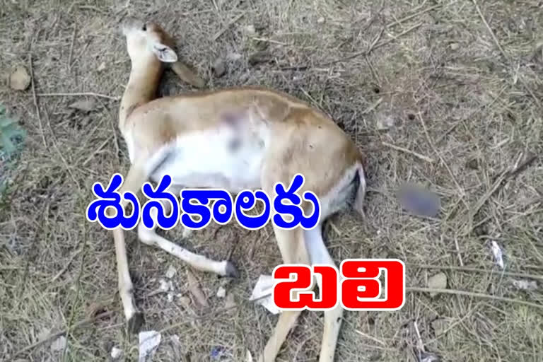 deer dead in p.venkatampalli, dogs killed deer at p.venkatampalli