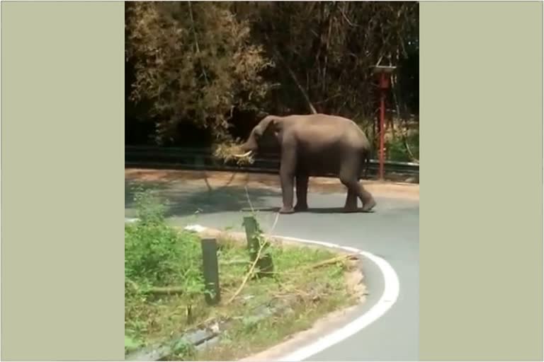 மூங்கில் கிளையை வளைத்து நடுரோட்டில் நின்ற யானை