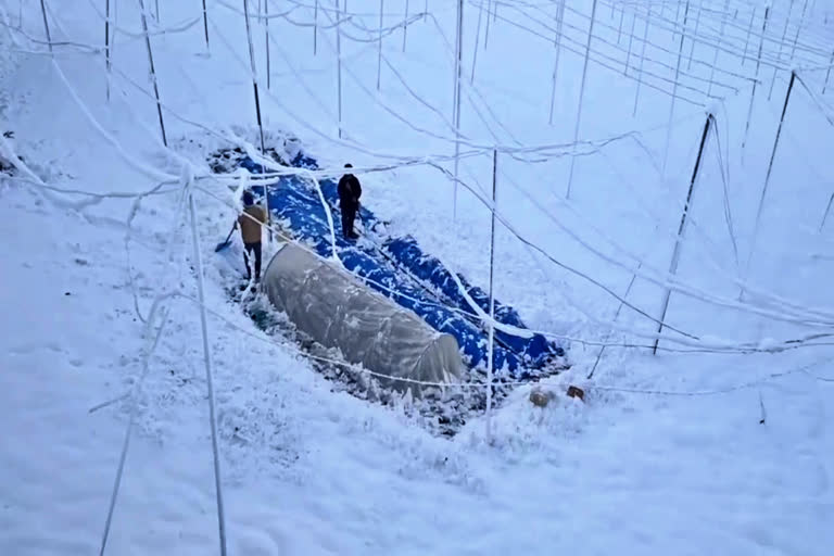 snowfall in lahaul