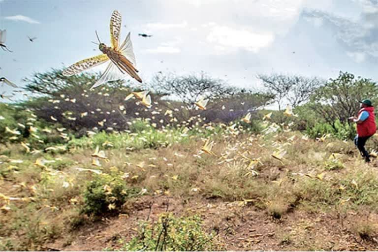 locusts attack in kenya, కెన్యాలో మిడదల దండు ప్రభావం