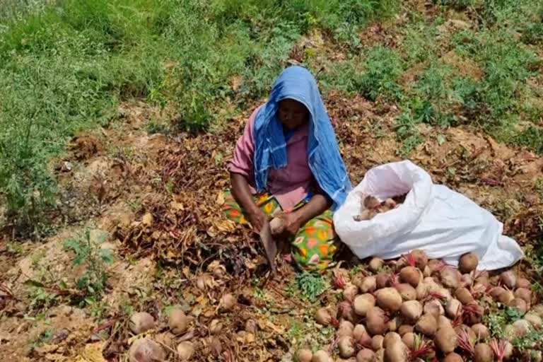 சரிவு  பீட்ரூட் விலை சரிவால் விவசாயிகள் வேதனை