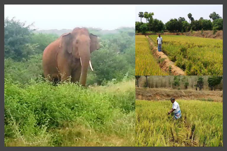 ஒற்றைக் காட்டு யானையால் பாதிக்கப்பட்ட திருப்பத்தூர் விவசாய விளைநிலம்