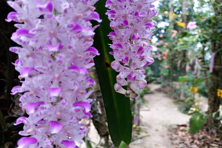 orcid-garden-at-jorhat