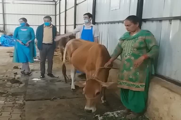 Veterinary doctor successful operated small intestine of cow in Bilaspur