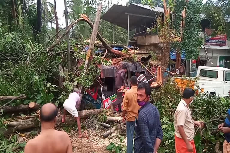 Pala kottayam  strong winds  കോട്ടയം  പാലാ ഇടപ്പാടി  പാലാ