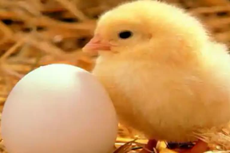 Animal Husbandry Department will give Chicks to farmers in bilaspur