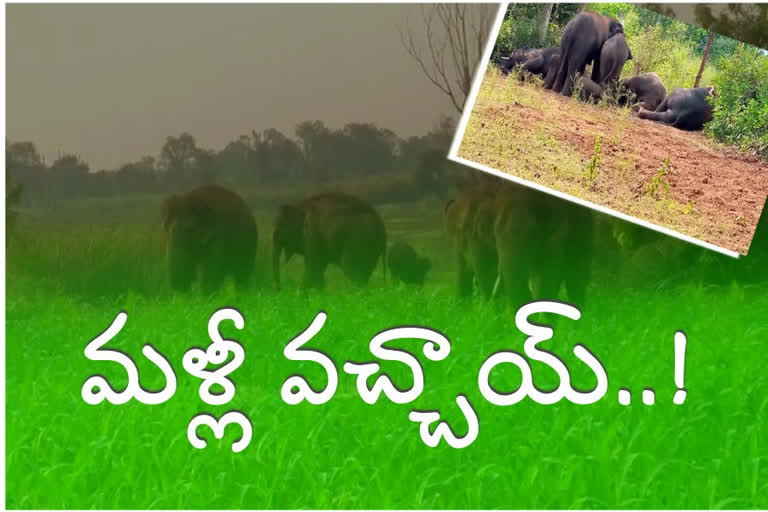 elephants in crops at jiyyammavalasa zone