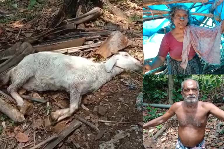 Jackal in Kottayam Thalappalam panchayath  Jackal in Kottayam  Jackal in Thalappalam panchayath  കോട്ടയത്ത് നരി ശല്യം രൂക്ഷം  തലപ്പലം പഞ്ചായത്തിൽ നരി ശല്യം രൂക്ഷം  നരി ശല്യം  Jackal  നരി  കോട്ടയം  kottayam