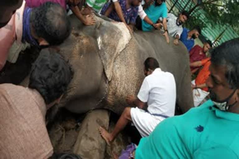 ambalapuzha elephant death reason  ambalapuzha elephant death news  elephant death news  അമ്പലപ്പുഴ വിജയകൃഷ്‌ണൻ  ആന ചെരിഞ്ഞു