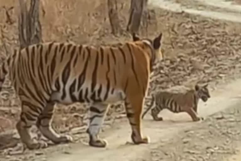 Good news in Panna Tiger Reserve, tigress gave birth to cub