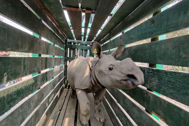 Rhino calves rescued during floods in Kaziranga to move to Manas Tiger Reserve