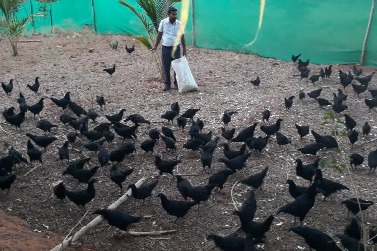 kadaknath chicken breed,  kadaknath chicken breed famous,  kadaknath chicken breed famous in Ramnagar,  Ramnagar kadaknath chicken breed, Ramnagar kadaknath chicken breed news, ಖಡಕ್​ನಾಥ್​ ಕೋಳಿ ತಳಿ, ಪ್ರಸಿದ್ಧಿ ಪಡೆದ ಖಡಕ್​ನಾಥ್​ ಕೋಳಿ ತಳಿ, ರಾಮನಗರದಲ್ಲಿ ಪ್ರಸಿದ್ಧಿ ಪಡೆದ ಖಡಕ್​ನಾಥ್​ ಕೋಳಿ ತಳಿ, ರಾಮನಗರ ಖಡಕ್​ನಾಥ್​ ಕೋಳಿ ತಳಿ, ರಾಮನಗರ ಖಡಕ್​ನಾಥ್​ ಕೋಳಿ ತಳಿ ಸುದ್ದಿ,