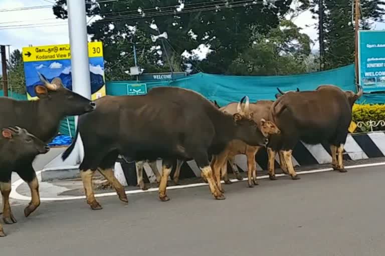 Wildlife suffering in Coonoor without adequate water