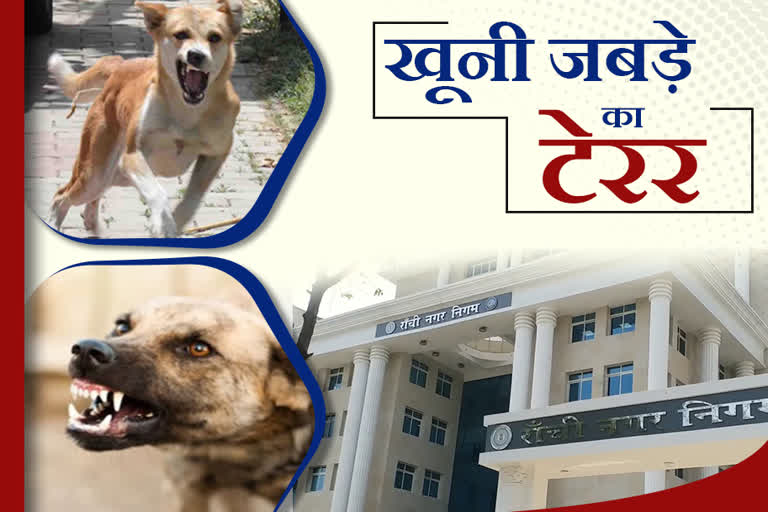 Terror of stray dogs