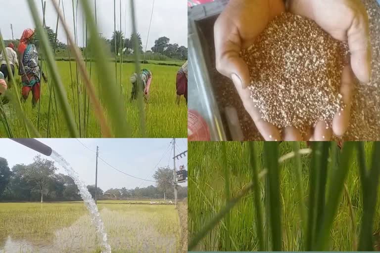 Ragi is the crop that gives the most benefit at a lower cost