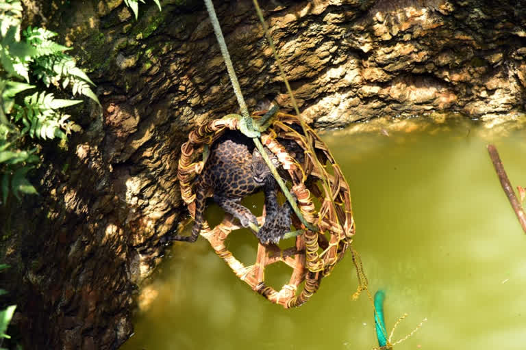 ಚಿರತೆ