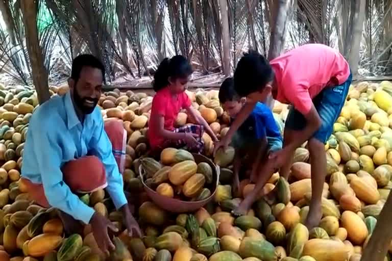 kasargod Cucumber farmer  kasargod news  farmer news  കാര്‍ഷിക വാര്‍ത്തകള്‍  കാസര്‍കോട് വാര്‍ത്തകള്‍  വെള്ളരിക്ക  ജൈവകൃഷി