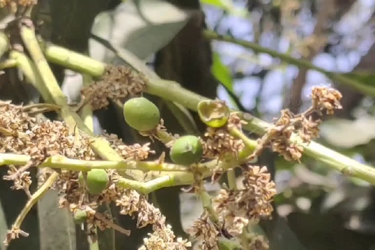 आम के बाग.