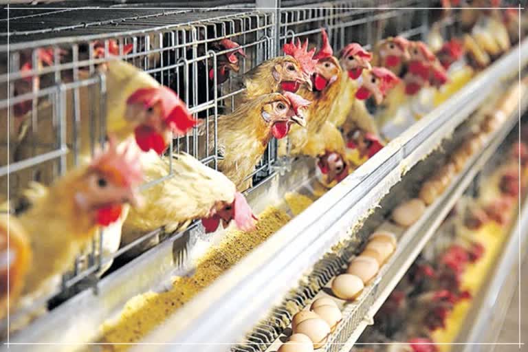 Danger to nutrition due to increased the Chicken rates