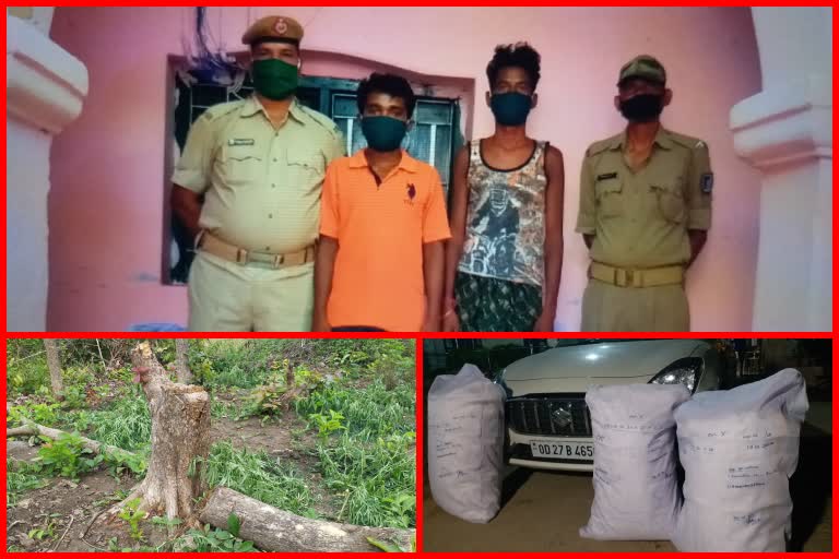 ganja seized in boudha , 2 arrested