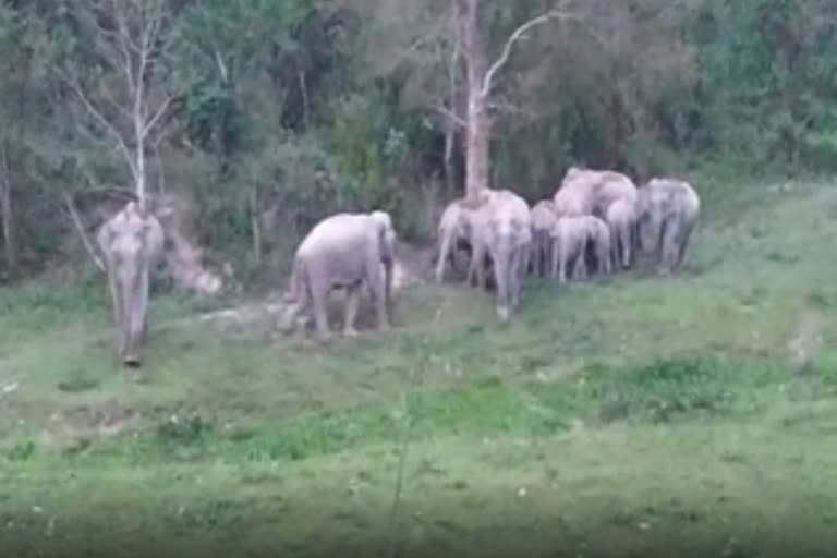 man-elephant-conflict-in-pengeri