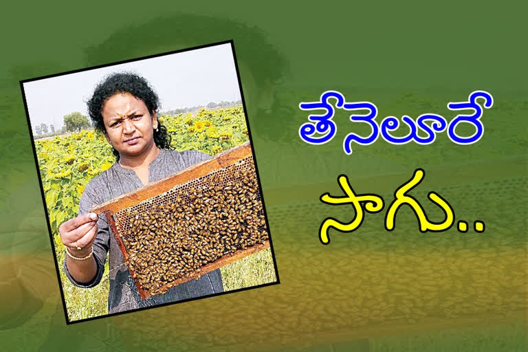 honey crop cultivation