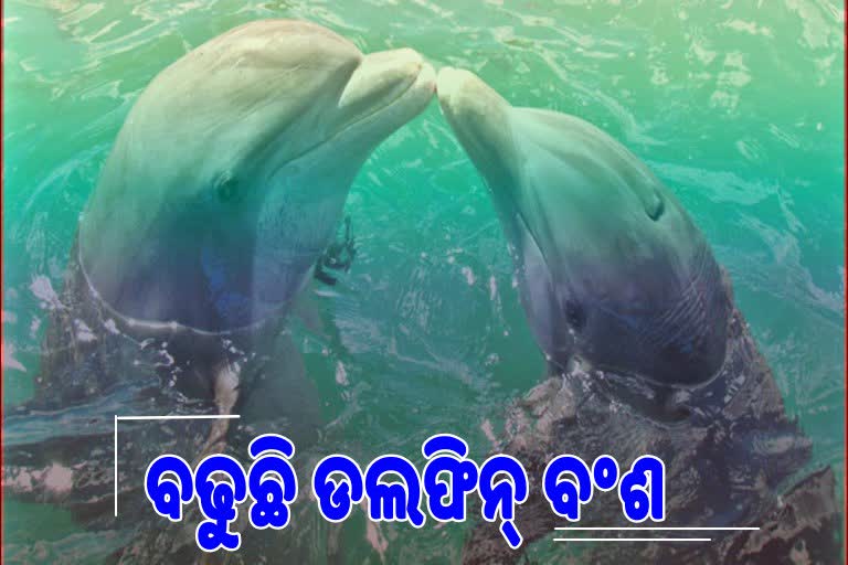 ବର୍ଷକରେ 2 ଗୁଣା ବଢିଛି ଡଲଫିନଙ୍କ ସଂଖ୍ୟା