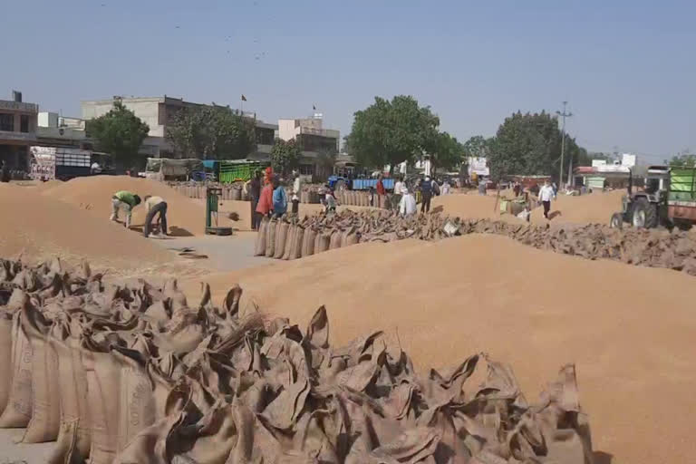 wheat procurement started in Jinds new grain market