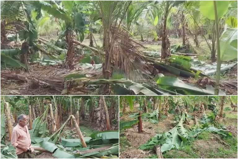 തിരുവനന്തപുരത്ത് ഗ്രാമീണ മേഖലയിൽ കൃഷിനാശം  വ്യാപക കൃഷിനാശം  കാട്ടാക്കടയിലെ ഗ്രാമീണ മേഖല  കൊണ്ണിയൂർ, അയണിച്ചിറ ഗോകുലം  Destruction of crops  rural areas of Thiruvananthapuram  crops in rural areas of Thiruvananthapuram