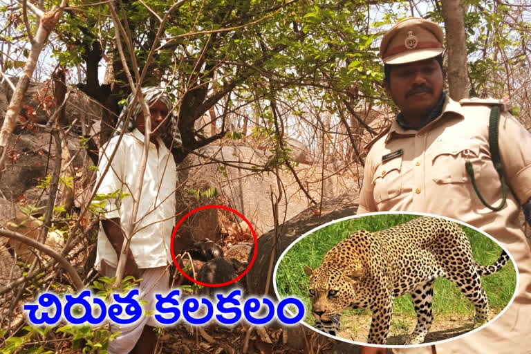 leopard wandering in kamareddy district