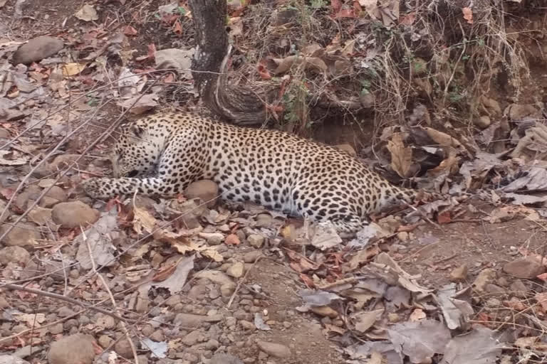 dead body of leopard