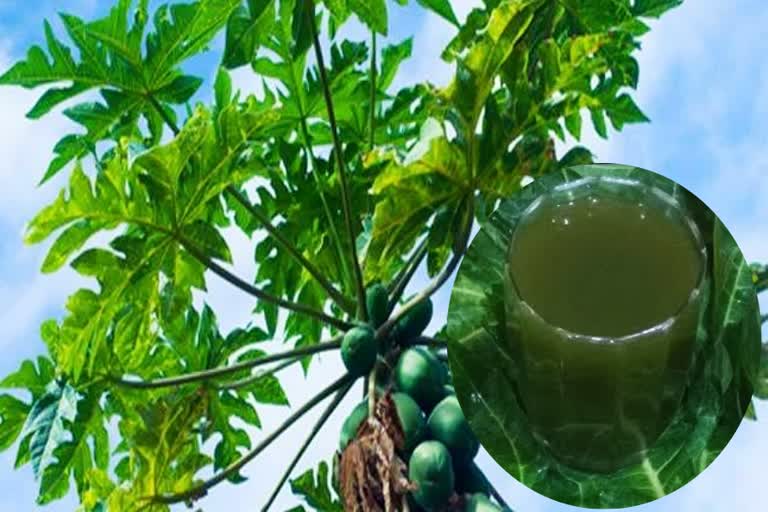 two-children-died-after-drinking-papaya-decoction-in-solan