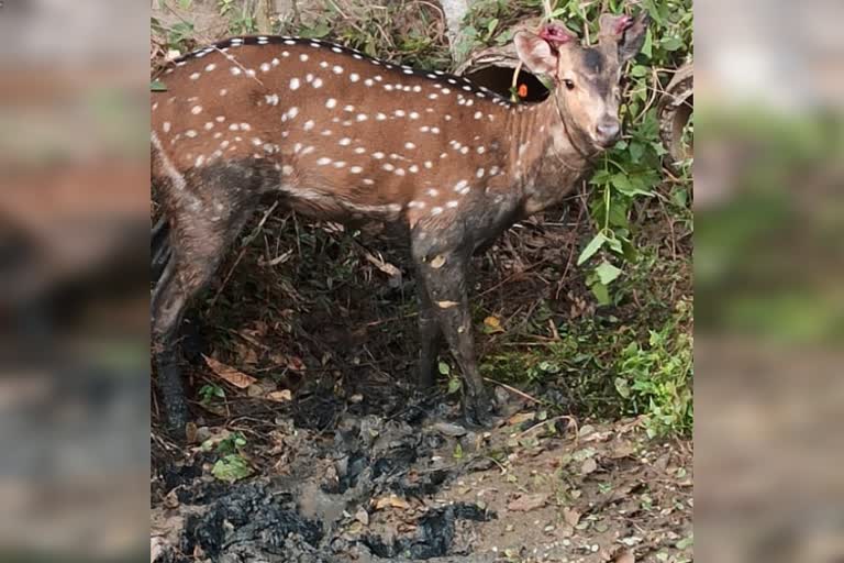 deer died by dogs attack in shimogga